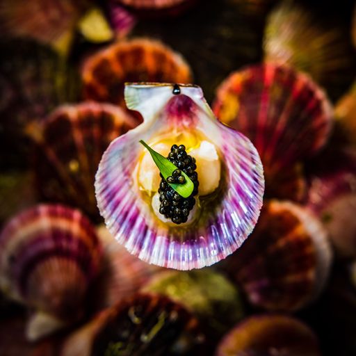 Pink Scallop on Shell